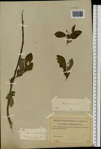 Salix aurita × cinerea, Eastern Europe, Lower Volga region (E9) (Russia)