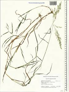 Agrostis gigantea Roth, Crimea (KRYM) (Russia)