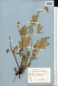 Potentilla recta subsp. laciniosa (Kit. ex Nestler) Nyman, Eastern Europe, Eastern region (E10) (Russia)