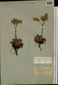 Goniolimon speciosum (L.) Boiss., Siberia, Western (Kazakhstan) Altai Mountains (S2a) (Kazakhstan)