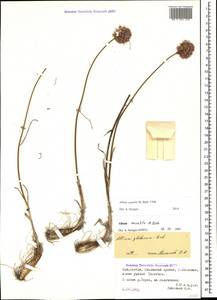 Allium saxatile M.Bieb., Caucasus, North Ossetia, Ingushetia & Chechnya (K1c) (Russia)