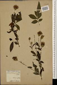 Klasea quinquefolia (Willd.) Greuter & Wagenitz, Caucasus, Armenia (K5) (Armenia)