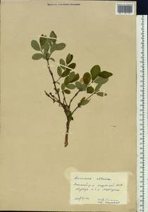 Lonicera caerulea subsp. altaica (Pall.) Gladkova, Siberia, Yakutia (S5) (Russia)