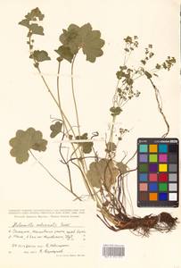 Alchemilla subcrenata Buser, Siberia, Russian Far East (S6) (Russia)