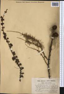 Larix decidua (L.) Mill., Western Europe (EUR) (Austria)