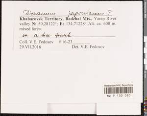 Dicranum japonicum Mitt., Bryophytes, Bryophytes - Russian Far East (excl. Chukotka & Kamchatka) (B20) (Russia)