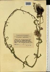 Cirsium palustre (L.) Scop., Eastern Europe, Moscow region (E4a) (Russia)