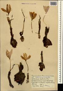 Colchicum laetum Steven, Caucasus, Stavropol Krai, Karachay-Cherkessia & Kabardino-Balkaria (K1b) (Russia)