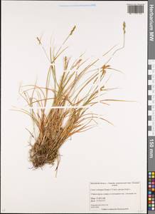 Carex spicata subsp. spicata, Eastern Europe, Moscow region (E4a) (Russia)