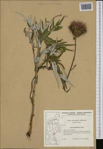 Cirsium heterophyllum (L.) Hill, Western Europe (EUR) (Denmark)