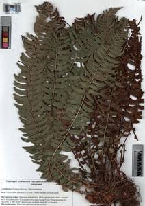 Polystichum lonchitis (L.) Roth, Siberia, Altai & Sayany Mountains (S2) (Russia)