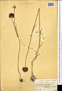 Allium fuscoviolaceum Fomin, Caucasus, Dagestan (K2) (Russia)