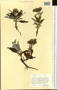 Saussurea congesta subsp. soczavae (Lipsch.) Vorosch., Siberia, Russian Far East (S6) (Russia)