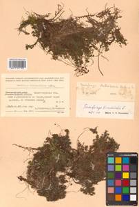 Saxifraga bronchialis L., Siberia, Russian Far East (S6) (Russia)