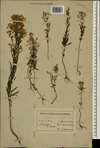 Erigeron canadensis L., Caucasus, Azerbaijan (K6) (Azerbaijan)