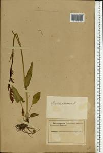 Rumex acetosa L., Eastern Europe, Northern region (E1) (Russia)