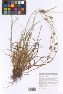 Carex diluta M.Bieb., Eastern Europe, Lower Volga region (E9) (Russia)
