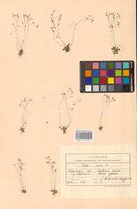 Draba verna L., Eastern Europe, Central region (E4) (Russia)