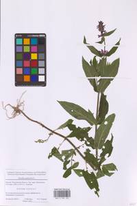 Stachys palustris L., Eastern Europe, Moscow region (E4a) (Russia)