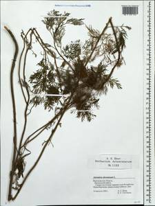 Artemisia abrotanum L., Eastern Europe, Central forest-and-steppe region (E6) (Russia)