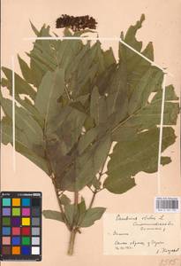 Sambucus ebulus L., Eastern Europe, West Ukrainian region (E13) (Ukraine)