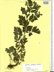 Tanacetum parthenium (L.) Sch. Bip., Eastern Europe, Central forest-and-steppe region (E6) (Russia)