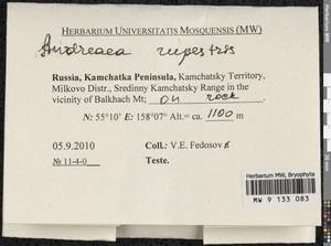 Andreaea rupestris Hedw., Bryophytes, Bryophytes - Chukotka & Kamchatka (B21) (Russia)