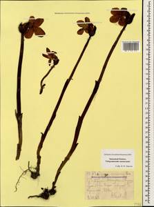 Diphelypaea coccinea (M. Bieb.) Nicolson, Caucasus, Stavropol Krai, Karachay-Cherkessia & Kabardino-Balkaria (K1b) (Russia)