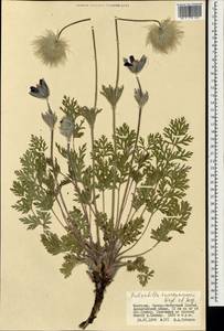 Pulsatilla turczaninovii Krylov & Serg., Mongolia (MONG) (Mongolia)