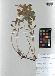 KUZ 001 630, Euphorbia altaica C.A.Mey. ex Ledeb., Siberia, Altai & Sayany Mountains (S2) (Russia)