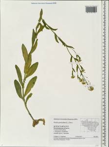 Neslia paniculata (L.) Desv., Eastern Europe, Central region (E4) (Russia)