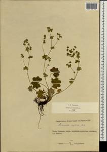 Alchemilla supina Juz., Crimea (KRYM) (Russia)