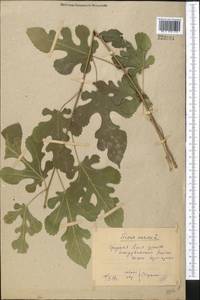 Ficus carica, Middle Asia, Syr-Darian deserts & Kyzylkum (M7) (Uzbekistan)