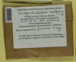 Eurhynchiadelphus eustegia (Besch.) Ignatov & Huttunen, Bryophytes, Bryophytes - Russian Far East (excl. Chukotka & Kamchatka) (B20) (Russia)