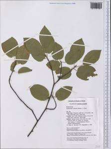 Amelanchier arborea (Michx.) Fernald, America (AMER) (United States)