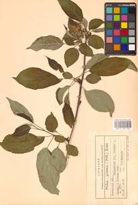 Malus sylvestris Mill., Eastern Europe, Central forest-and-steppe region (E6) (Russia)