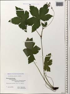 Geranium gracile Ledeb. in Nordm., Caucasus, Krasnodar Krai & Adygea (K1a) (Russia)