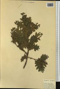 Quercus pubescens Willd. , nom. cons., Western Europe (EUR) (Italy)