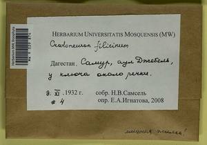 Cratoneuron filicinum (Hedw.) Spruce, Bryophytes, Bryophytes - North Caucasus & Ciscaucasia (B12) (Russia)