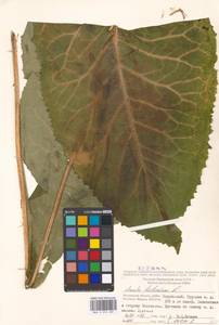Inula helenium L., Eastern Europe, Moscow region (E4a) (Russia)