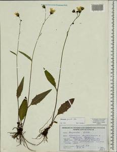 Hieracium lachenalii subsp. deductum (Sudre) Greuter, Eastern Europe, Belarus (E3a) (Belarus)