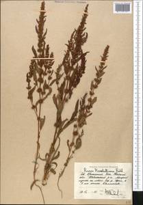 Rumex marschallianus Rchb., Middle Asia, Caspian Ustyurt & Northern Aralia (M8) (Kazakhstan)