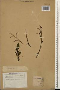 Scrophularia olympica Boiss., Caucasus (no precise locality) (K0)