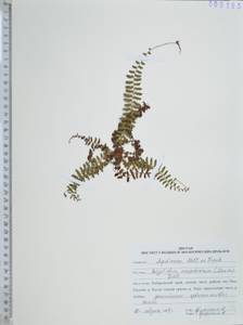 Polystichum craspedosorum (Maxim.) Diels, Siberia, Russian Far East (S6) (Russia)