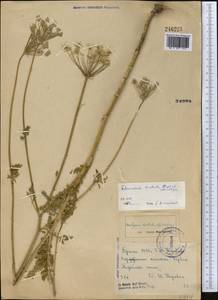 Scaligeria hirtula (Regel & Schmalh.) Lipsky ex Korovin, Middle Asia, Western Tian Shan & Karatau (M3) (Kyrgyzstan)