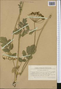 Pastinaca clausii (Ledeb.) Calest., Western Europe (EUR) (Romania)