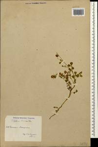 Trifolium tumens M.Bieb., Caucasus, Azerbaijan (K6) (Azerbaijan)