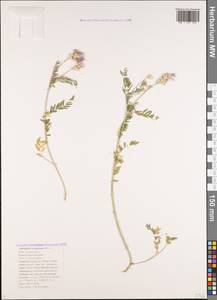 Astragalus bungeanus Boiss., Caucasus, Black Sea Shore (from Novorossiysk to Adler) (K3) (Russia)