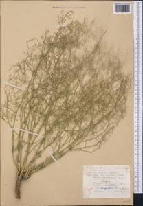 Gypsophila diffusa Fisch. & C. A. Mey. ex Rupr., Middle Asia, Karakum (M6) (Turkmenistan)