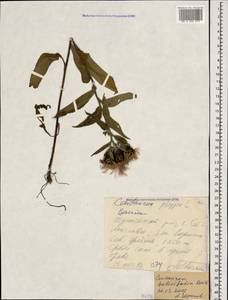 Centaurea phrygia subsp. salicifolia (M. Bieb. ex Willd.) Mikheev, Caucasus, Krasnodar Krai & Adygea (K1a) (Russia)